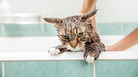 شستشوی گربه در منزل, آموزش حمام گربه, نحوه ی شستشوی گربه ها