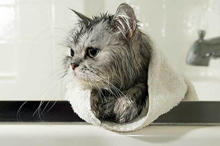 نحوه شستشوی گربه ها در منزل, شستشوی گربه با شامپوی خشک, حمام کردن بچه گربه