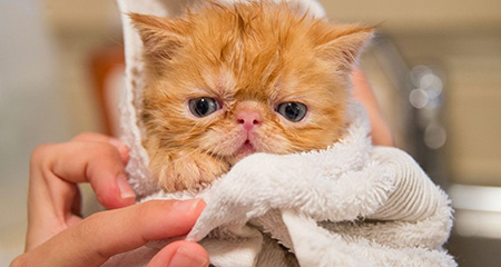 شستشوی گربه با شامپوی خشک, حمام کردن بچه گربه, نحوه شستن بچه گربه