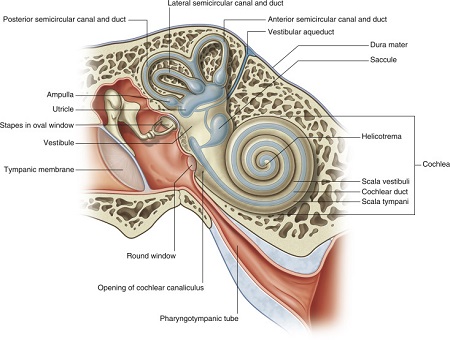 سیستم دهلیزی چیست, سیستم دهلیزی گوش, توانبخشی دهلیزی