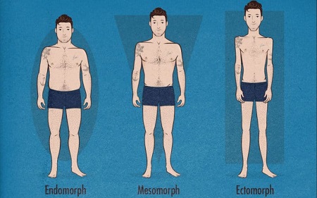 اکتومورف برنامه تمرینی, ویژگی اکتومورف ها, اکتومورف چیست