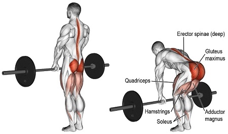 حرکات چند مفصلی, حرکات اساسی چند مفصلی, انواع حرکت چند مفصلی
