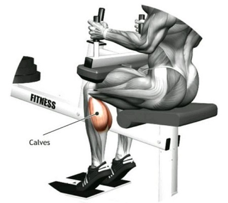 عضلات درگیر در انجام حرکت ساق پا نشسته, حرکت ساق پا نشسته بدون دستگاه, ساق پا نشسته با دستگاه