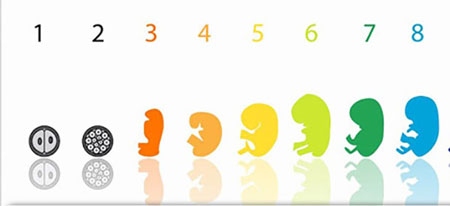 رشد جنین در هفته هشتم