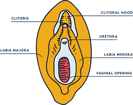  هود کلیتورال در زنان, کلیتورال هود چیست, کلیتورال هود کجاست