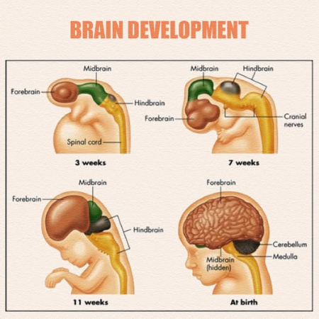 فرمان تولد جنین