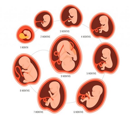 حرکات جنین دختر, تاثیر وزن مادر بر احساس حرکات جنین, اهمیت تعداد حرکات جنین