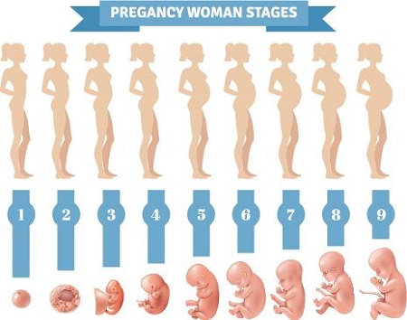 نامگذاری ماههای بارداری براساس رشد جنین, نامگذاری ماه های جنینی, ماه اول بارداری چه نام دارد