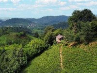 تغییر مسیر سفرهای تابستانی به سمت کلبههای جنگلی لاهیجان کلبه در مزرعه چای در ارتفاعات لاهیجان