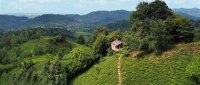 تغییر مسیر سفرهای تابستانی به سمت کلبههای جنگلی لاهیجان کلبه در مزرعه چای در ارتفاعات لاهیجان