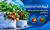 گروبگ (کیسه کشت) چیست؟ راهنمای کاشت توت فرنگی و فلفل در خانه با آن گروبگ (کیسه کشت) چیست؟ راهنمای کاشت توت فرنگی و فلفل در خانه با آن