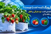 گروبگ (کیسه کشت) چیست؟ راهنمای کاشت توت فرنگی و فلفل در خانه با آن گروبگ (کیسه کشت) چیست؟ راهنمای کاشت توت فرنگی و فلفل در خانه با آن