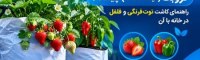 گروبگ (کیسه کشت) چیست؟ راهنمای کاشت توت فرنگی و فلفل در خانه با آن گروبگ (کیسه کشت) چیست؟ راهنمای کاشت توت فرنگی و فلفل در خانه با آن